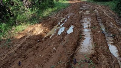 Jalan Desa Gandring  Rusak Parah Tidak Ada Perhatian Dari Pemdes Dan  Pemkab Barito Utara