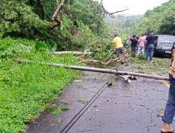 Pohon Tumbang Menghantam Tiang Listrik Di Jalan Dodinga Menuju Sidangoli Pengendara Harus Waspada