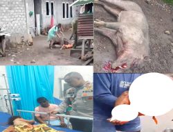 Babi Hutan Menyerang Anak Umur 5 Tahun Di Kelurahan Rua Ternate 