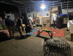 Polres Rejang Lebong Grebek Arena Judi Sabung Ayam, Sang Pemilik Dalam Pencarian