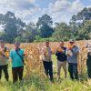 POLRES KARIMUN GELAR PANEN JAGUNG DUKUNG PROGRAM KETAHANAN PANGAN NASIONAL