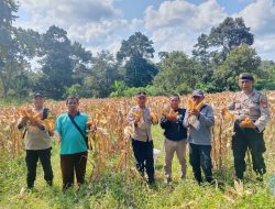 POLRES KARIMUN GELAR PANEN JAGUNG DUKUNG PROGRAM KETAHANAN PANGAN NASIONAL