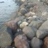 Proyek Breakwater Mareku Berantakan, Ditreskrimsus Polda Malut diminta Lidik