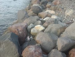 Proyek Breakwater Mareku Berantakan, Ditreskrimsus Polda Malut diminta Lidik