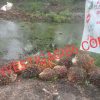 Diduga Lahan Kelapa Sawit Sitaan Satgas PKH Hanyalah Ladang Cuan Bagi Segelintir Oknum Tersembunyi