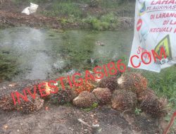 Diduga Lahan Kelapa Sawit Sitaan Satgas PKH Hanyalah Ladang Cuan Bagi Segelintir Oknum Tersembunyi