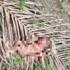 Sesok Bayi Laki laki Ditemukan Tewas Diduga Dibuang Orang Tuanya